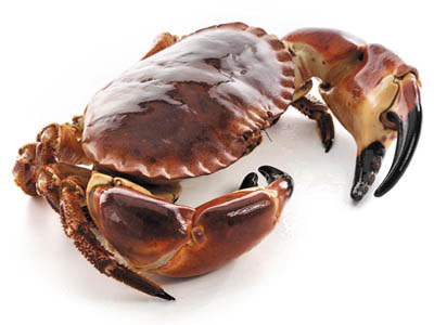 Pembrokeshire Cooked Male Brown Crab.